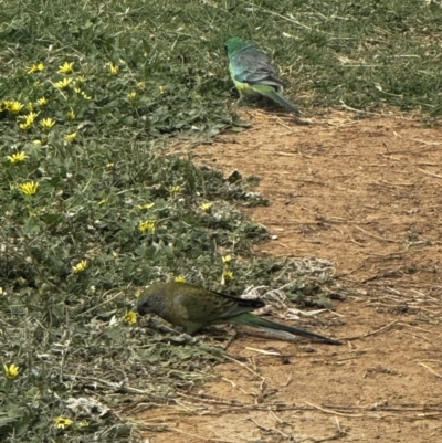 Psephotus haematonotus (Red-rumped Parrot) at Pialligo, ACT - 28 Oct 2023 by FeralGhostbat