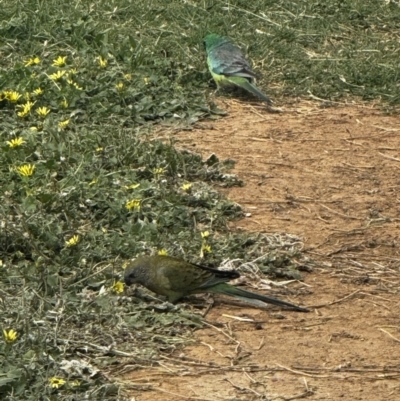 Psephotus haematonotus (Red-rumped Parrot) at Pialligo, ACT - 27 Oct 2023 by FeralGhostbat