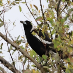 Gymnorhina tibicen (Australian Magpie) at The Pinnacle - 27 Oct 2023 by JimL