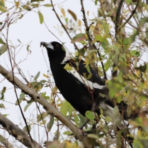 Gymnorhina tibicen at Whitlam, ACT - 28 Oct 2023