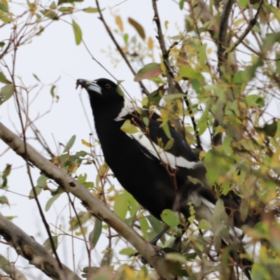 Gymnorhina tibicen (Australian Magpie) at The Pinnacle - 27 Oct 2023 by JimL