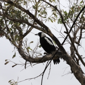 Gymnorhina tibicen at Whitlam, ACT - 28 Oct 2023