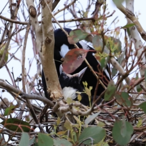 Gymnorhina tibicen at Whitlam, ACT - 28 Oct 2023