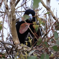 Gymnorhina tibicen at Whitlam, ACT - 28 Oct 2023