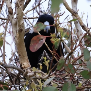 Gymnorhina tibicen at Whitlam, ACT - 28 Oct 2023