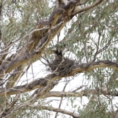 Strepera graculina (Pied Currawong) at The Pinnacle - 27 Oct 2023 by JimL