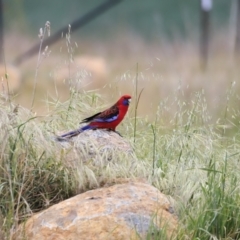 Platycercus elegans (Crimson Rosella) at The Pinnacle - 28 Oct 2023 by JimL