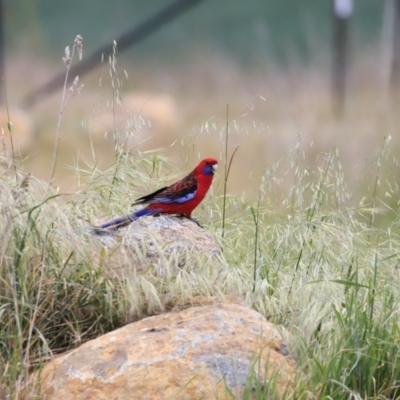 Platycercus elegans (Crimson Rosella) at The Pinnacle - 27 Oct 2023 by JimL