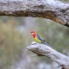 Platycercus eximius (Eastern Rosella) at The Pinnacle - 27 Oct 2023 by JimL