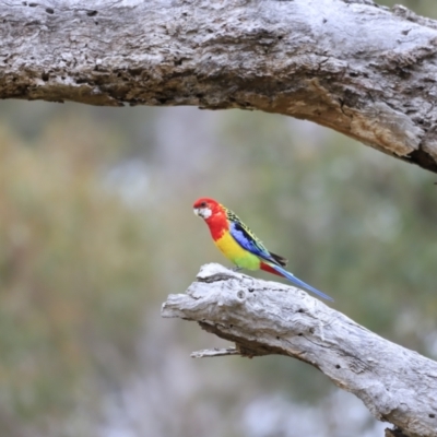 Platycercus eximius (Eastern Rosella) at The Pinnacle - 27 Oct 2023 by JimL