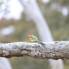 Platycercus eximius at Weetangera, ACT - 28 Oct 2023