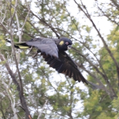 Zanda funerea (Yellow-tailed Black-Cockatoo) at Whitlam, ACT - 28 Oct 2023 by JimL