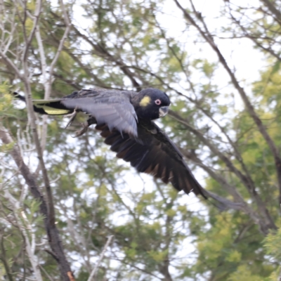 Zanda funerea (Yellow-tailed Black-Cockatoo) at Whitlam, ACT - 28 Oct 2023 by JimL