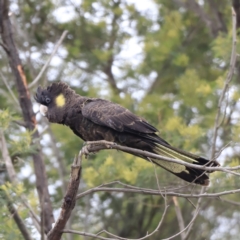 Zanda funerea at Whitlam, ACT - 28 Oct 2023