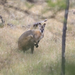 Notamacropus rufogriseus at Belconnen, ACT - 28 Oct 2023