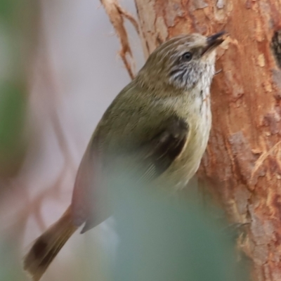 Acanthiza lineata (Striated Thornbill) at Whitlam, ACT - 27 Oct 2023 by JimL