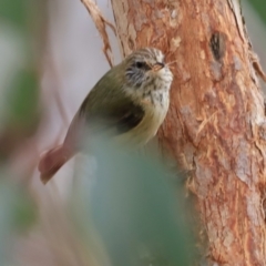 Acanthiza lineata at Whitlam, ACT - 28 Oct 2023