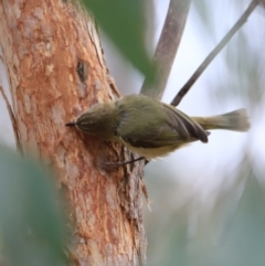 Acanthiza lineata at Whitlam, ACT - 28 Oct 2023