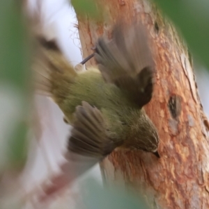 Acanthiza lineata at Whitlam, ACT - 28 Oct 2023