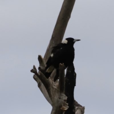 Gymnorhina tibicen (Australian Magpie) at Whitlam, ACT - 27 Oct 2023 by JimL