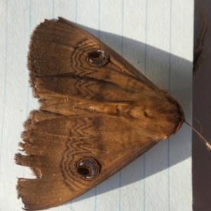 Dasypodia selenophora at Borough, NSW - 25 Oct 2023