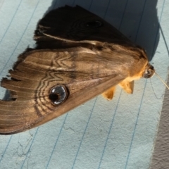 Dasypodia selenophora at Borough, NSW - 25 Oct 2023