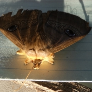 Dasypodia selenophora at Borough, NSW - suppressed