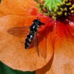 Melangyna sp. (genus) (Hover Fly) at Symonston, ACT - 28 Oct 2023 by MichaelMulvaney