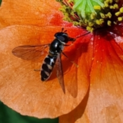 Melangyna sp. (genus) (Hover Fly) at Symonston, ACT - 28 Oct 2023 by MichaelMulvaney