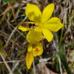 Melangyna sp. (genus) (Hover Fly) at Tuggeranong, ACT - 28 Oct 2023 by Mike