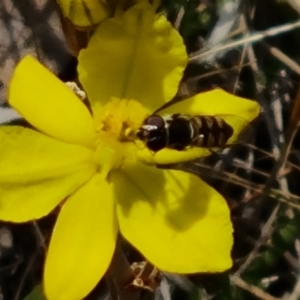 Melangyna sp. (genus) at Tuggeranong, ACT - 28 Oct 2023