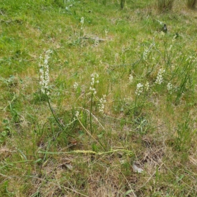 Stackhousia monogyna (Creamy Candles) at Tuggeranong, ACT - 28 Oct 2023 by Mike