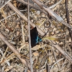 Pollanisus (genus) (A Forester Moth) at Tuggeranong, ACT - 28 Oct 2023 by Mike