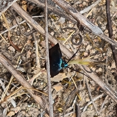 Pollanisus (genus) (A Forester Moth) at Tuggeranong, ACT - 28 Oct 2023 by Mike