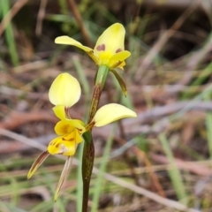 Diuris sulphurea (Tiger Orchid) at Kambah, ACT - 28 Oct 2023 by Mike