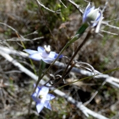 Thelymitra (genus) (sun orchids) at Borough, NSW - 24 Oct 2023 by Paul4K