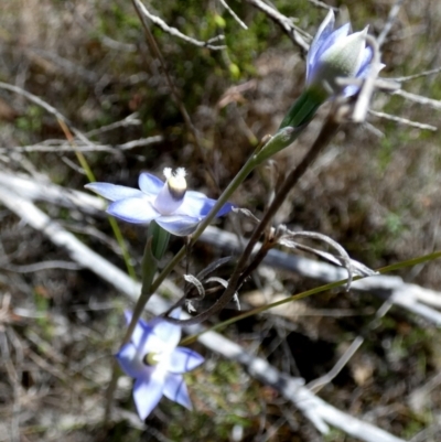 Thelymitra sp. (A Sun Orchid) at Borough, NSW - 23 Oct 2023 by Paul4K