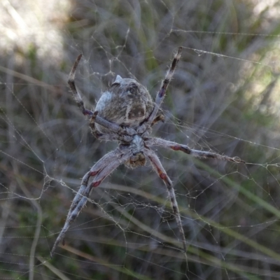 Backobourkia sp. (genus) (An orb weaver) at Borough, NSW - 24 Oct 2023 by Paul4K