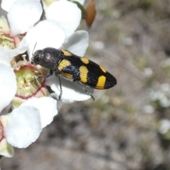 Castiarina inconspicua (A jewel beetle) at Borough, NSW - 23 Oct 2023 by Paul4K