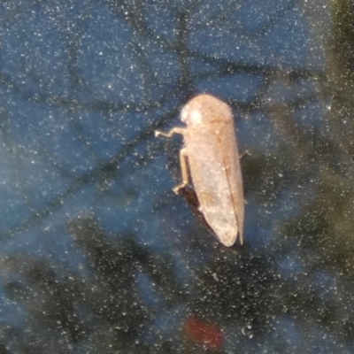 Katipo sp. (genus) (Leafhopper) at Borough, NSW - 24 Oct 2023 by Paul4K