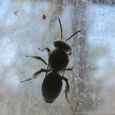 Leioproctus sp. (genus) (Plaster bee) at Borough, NSW - 24 Oct 2023 by Paul4K