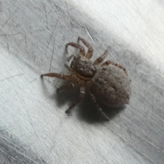 Maratus griseus at Borough, NSW - suppressed