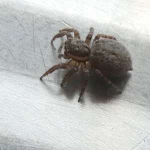 Maratus griseus at Borough, NSW - suppressed