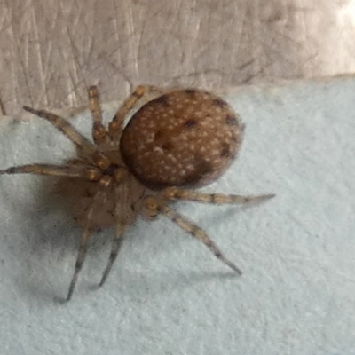 Unidentified Spider (Araneae) at Borough, NSW - 24 Oct 2023 by Paul4K