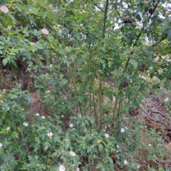 Rosa canina (Dog Rose) at Watson Green Space - 28 Oct 2023 by abread111