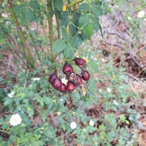 Rosa canina at Watson, ACT - 28 Oct 2023 10:45 AM