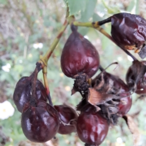 Rosa canina at Watson, ACT - 28 Oct 2023 10:45 AM