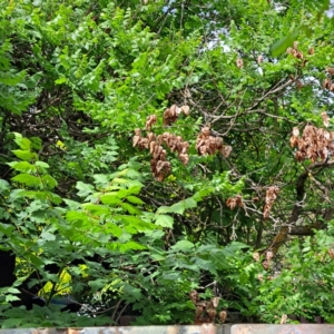 Koelreuteria paniculata at Watson Green Space - 28 Oct 2023