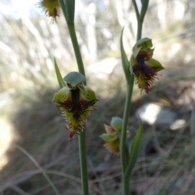 Calochilus montanus (Copper Beard Orchid) at Borough, NSW - 24 Oct 2023 by Paul4K
