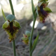 Calochilus montanus at Borough, NSW - 25 Oct 2023